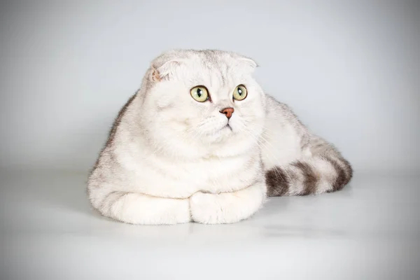 Studiové Fotografie Skotské Klapouché Kočky Těsnopis Barevné Pozadí — Stock fotografie