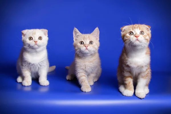 Fotografia Estúdio Gato Escocês Dobra Shorthair Fundos Coloridos — Fotografia de Stock