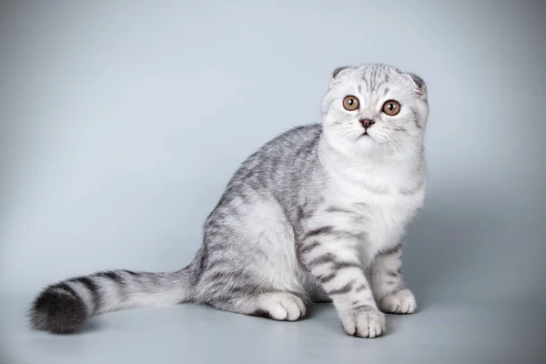 Fotografía Estudio Gato Taquigrafía Pliegue Escocés Sobre Fondos Color — Foto de Stock