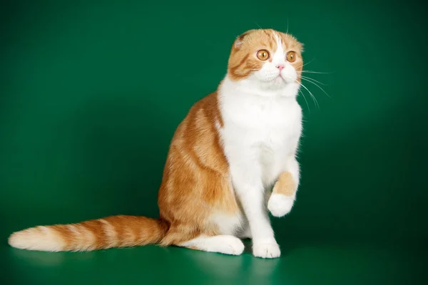 Fotografia Estúdio Gato Escocês Dobra Shorthair Fundos Coloridos — Fotografia de Stock