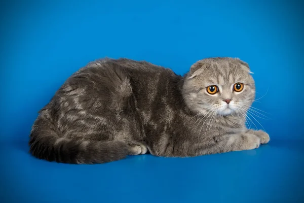 Fotografia Estúdio Gato Escocês Dobra Shorthair Fundos Coloridos — Fotografia de Stock