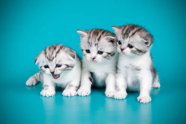 Studio Photography Scottish Fold Shorthair Cat Colored Backgrounds — Stock Photo, Image
