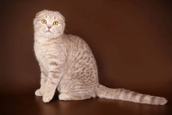 Fotografía Estudio Gato Taquigrafía Pliegue Escocés Sobre Fondos Color — Foto de Stock