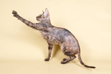 Bir Ukrayna Levkoy Sfenks renkli arka plan üzerinde fotoğraf stüdyosu