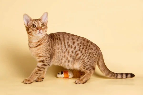 Stüdyo fotoğrafçılığı renkli arka plan üzerinde bir tanımlık Ocicat Benekli kedi