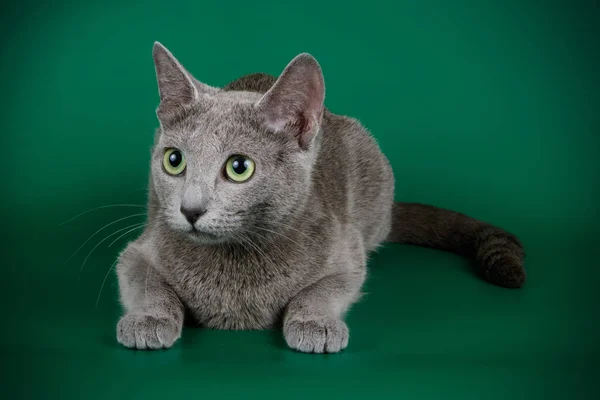 배경의 러시아푸른 고양이의 스튜디오 — 스톡 사진