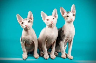 Don Sfenks kedisi renkli arka plan üzerinde kedi fotoğraf stüdyosu