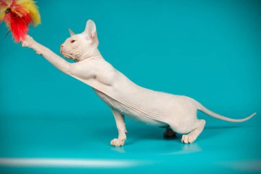 Don Sfenks kedisi renkli arka plan üzerinde kedi fotoğraf stüdyosu