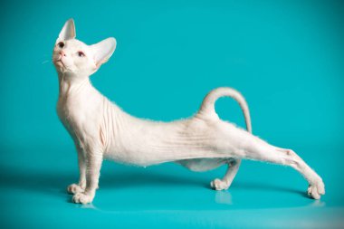 Don Sfenks kedisi renkli arka plan üzerinde kedi fotoğraf stüdyosu