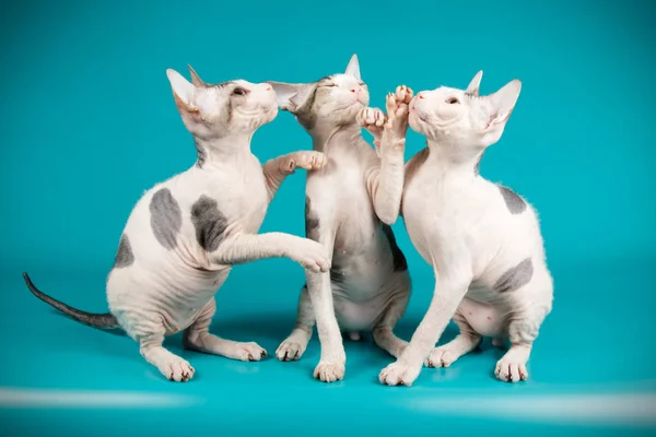 Studiofotografie Der Katze Der Don Sphinx Katze Auf Farbigen Hintergründen — Stockfoto
