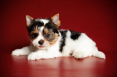Stüdyo fotoğrafçılığı için bir Biewer Yorkshire Terrier renkli arka plan üzerinde