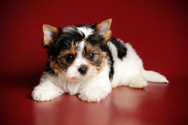 Studiofotografering Biewer Yorkshire Terrier Färgad Bakgrund — Stockfoto