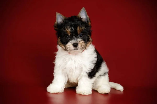 Studiofotografering Biewer Yorkshire Terrier Färgad Bakgrund — Stockfoto