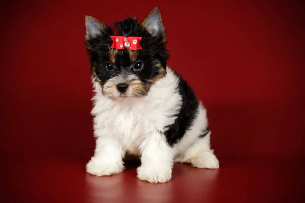 Studio Fotografii Biewer Yorkshire Terrier Kolorowe Tło — Zdjęcie stockowe