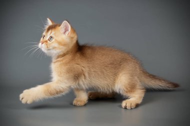 stüdyo fotoğrafçılığı renkli arka plan üzerinde bir İskoç düz stenografi kedi