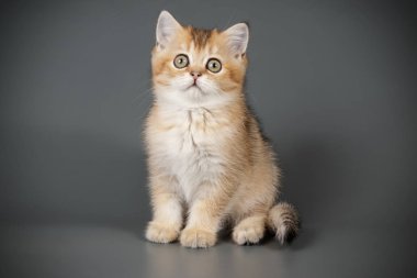 stüdyo fotoğrafçılığı renkli arka plan üzerinde bir İskoç düz stenografi kedi