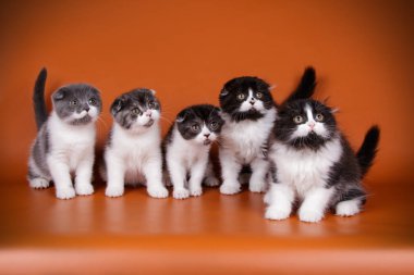 Renkli arka plan üzerinde bir İskoç kedi fotoğraf stüdyosu