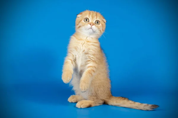 Studioaufnahme Einer Schottischen Kurzhaarkatze Auf Farbigem Hintergrund — Stockfoto