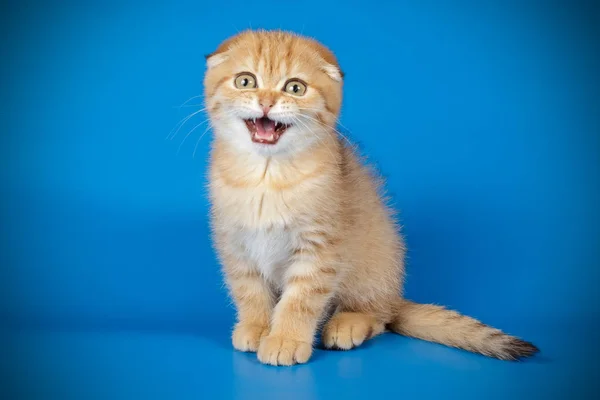 Fotografia Estúdio Gato Escocês Dobra Shorthair Fundos Coloridos — Fotografia de Stock