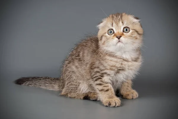 Fotografía Estudio Gato Taquigrafía Pliegue Escocés Sobre Fondos Color —  Fotos de Stock