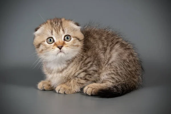 Studioaufnahme Einer Schottischen Kurzhaarkatze Auf Farbigem Hintergrund — Stockfoto