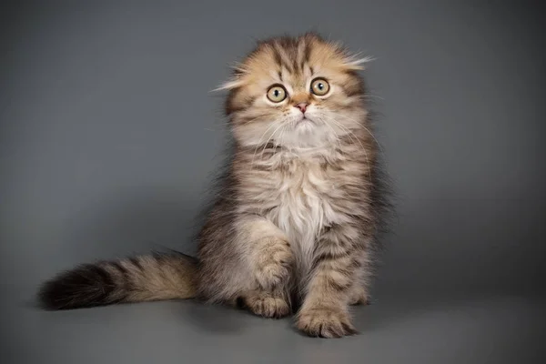 Studioaufnahme Einer Schottischen Falten Langhaarkatze Auf Farbigem Hintergrund — Stockfoto