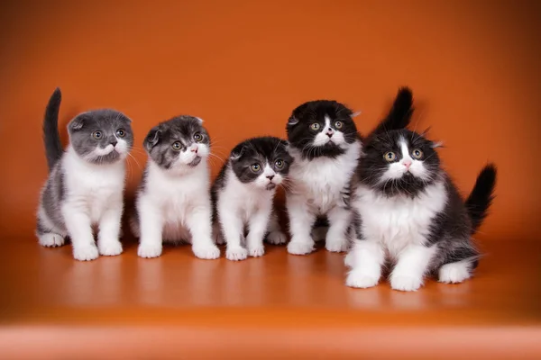 Fotografía Estudio Gato Escocés Sobre Fondos Color — Foto de Stock