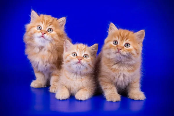 Studio Photography Scottish Cat Colored Backgrounds — Stock Photo, Image