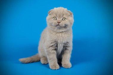 Bir İskoç fold stenografi kedi renkli arka plan üzerinde fotoğraf stüdyosu