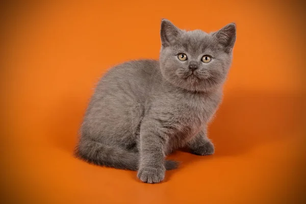 Studio Photography Scottish Straight Shorthair Cat Colored Backgrounds — Stock Photo, Image