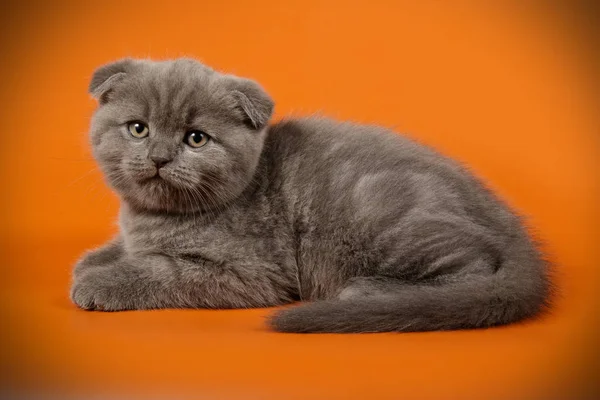 Studio Photography Scottish Fold Shorthair Cat Colored Backgrounds — Stock Photo, Image