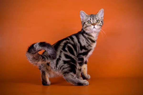 Studiofotografering American Shorthair Katt Färgad Bakgrund — Stockfoto