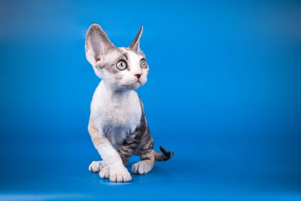 着色された背景のアメリカンショートヘア猫のスタジオ撮影 — ストック写真