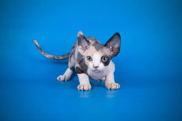 Fotografía Estudio Gato Americano Taquigrafía Sobre Fondos Color —  Fotos de Stock