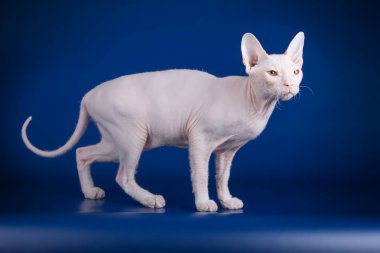 Renkli arka plan üzerinde don sphynx kedi kedi fotoğraf stüdyosu