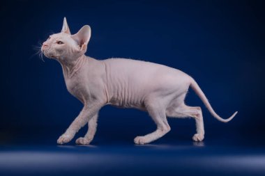 Renkli arka plan üzerinde don sphynx kedi kedi fotoğraf stüdyosu