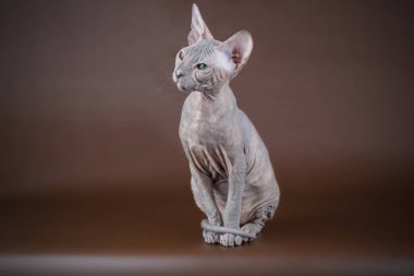 Renkli arka plan üzerinde don sphynx kedi kedi fotoğraf stüdyosu