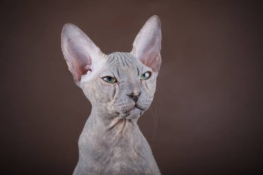 Renkli arka plan üzerinde don sphynx kedi kedi fotoğraf stüdyosu
