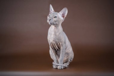 Renkli arka plan üzerinde don sphynx kedi kedi fotoğraf stüdyosu