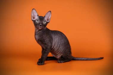 Renkli arka plan üzerinde don sphynx kedi kedi fotoğraf stüdyosu