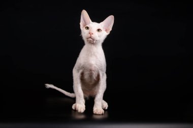 Renkli arka plan üzerinde don sphynx kedi kedi fotoğraf stüdyosu