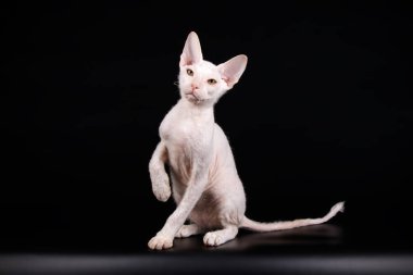 Renkli arka plan üzerinde don sphynx kedi kedi fotoğraf stüdyosu