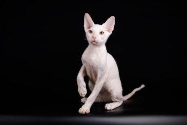 Renkli arka plan üzerinde don sphynx kedi kedi fotoğraf stüdyosu