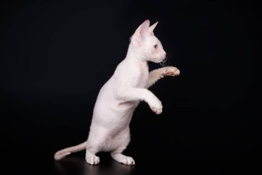 Renkli arka plan üzerinde don sphynx kedi kedi fotoğraf stüdyosu