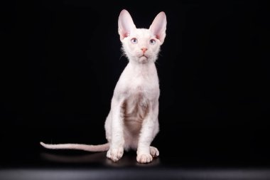 Renkli arka plan üzerinde don sphynx kedi kedi fotoğraf stüdyosu