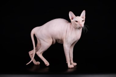 Renkli arka plan üzerinde don sphynx kedi kedi fotoğraf stüdyosu