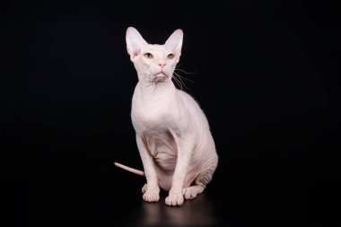 Renkli arka plan üzerinde don sphynx kedi kedi fotoğraf stüdyosu
