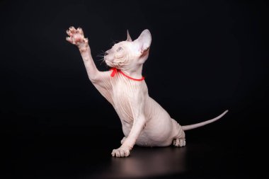 Renkli arka plan üzerinde don sphynx kedi kedi fotoğraf stüdyosu