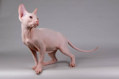 Renkli arka plan üzerinde don sphynx kedi kedi fotoğraf stüdyosu