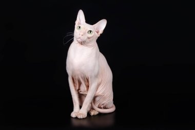 Renkli arka plan üzerinde don sphynx kedi kedi fotoğraf stüdyosu